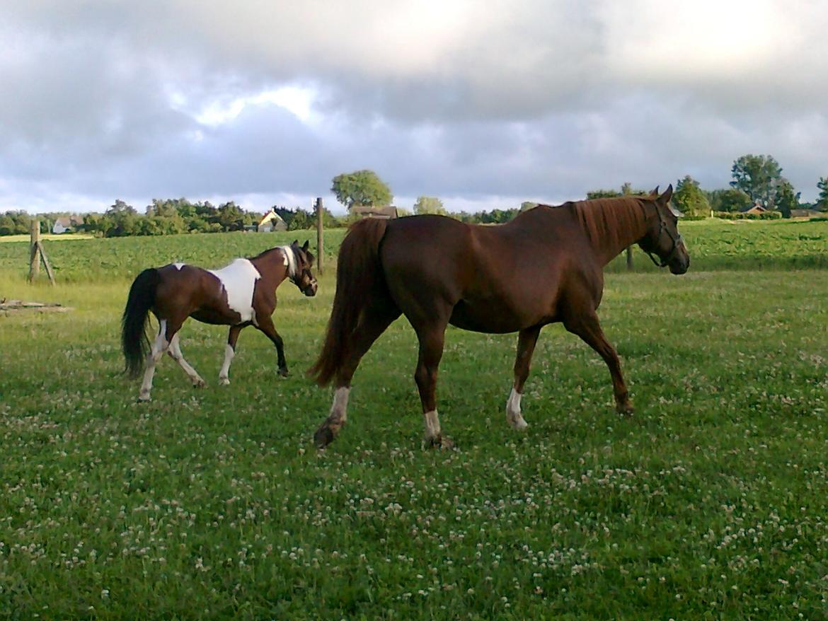 Pinto Musse (bliver til daglig kaldt Rose) billede 12