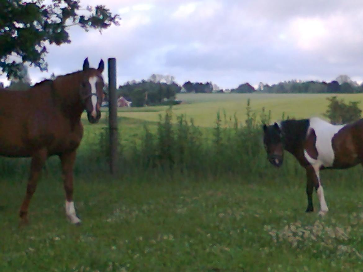 Pinto Musse (bliver til daglig kaldt Rose) billede 13