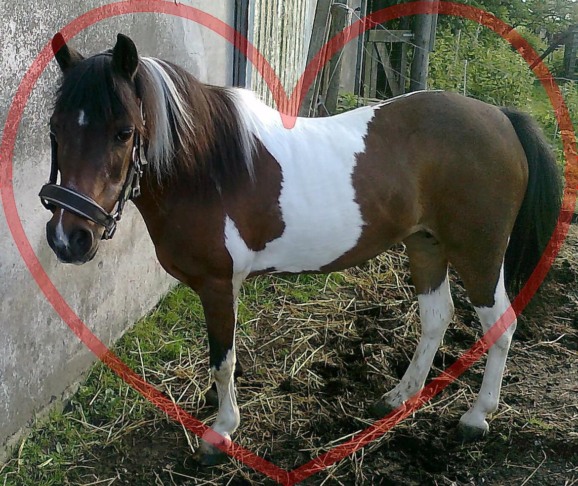 Pinto Musse (bliver til daglig kaldt Rose) billede 14