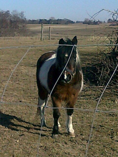 Pinto Musse (bliver til daglig kaldt Rose) billede 15