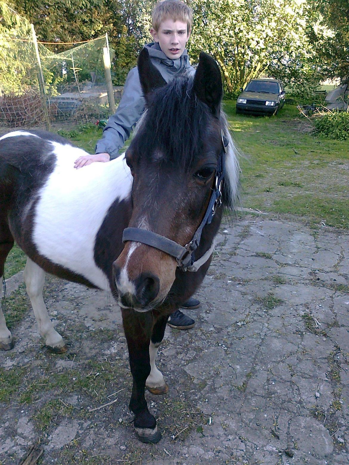 Pinto Musse (bliver til daglig kaldt Rose) billede 5