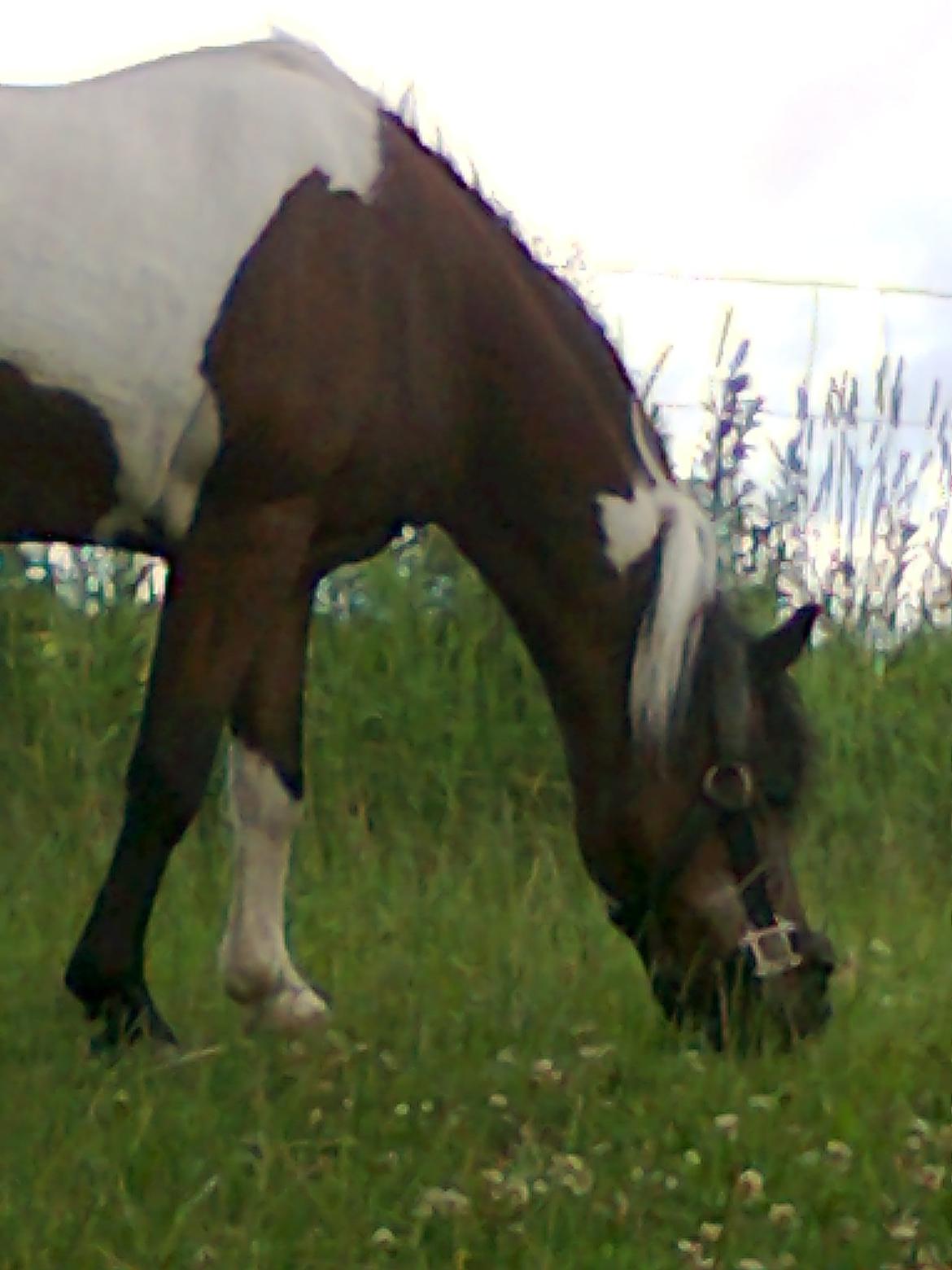 Pinto Musse (bliver til daglig kaldt Rose) billede 16