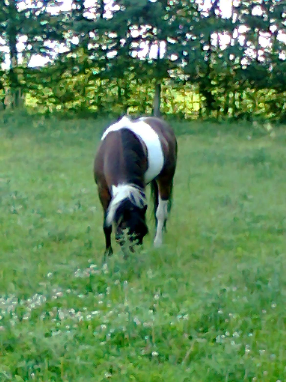 Pinto Musse (bliver til daglig kaldt Rose) billede 17