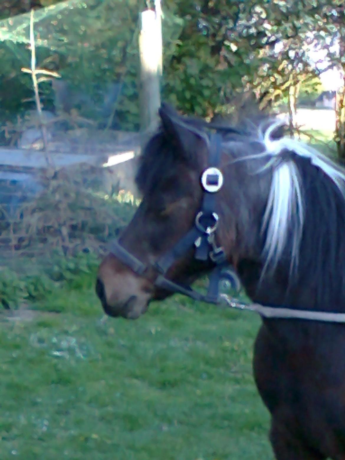 Pinto Musse (bliver til daglig kaldt Rose) billede 7