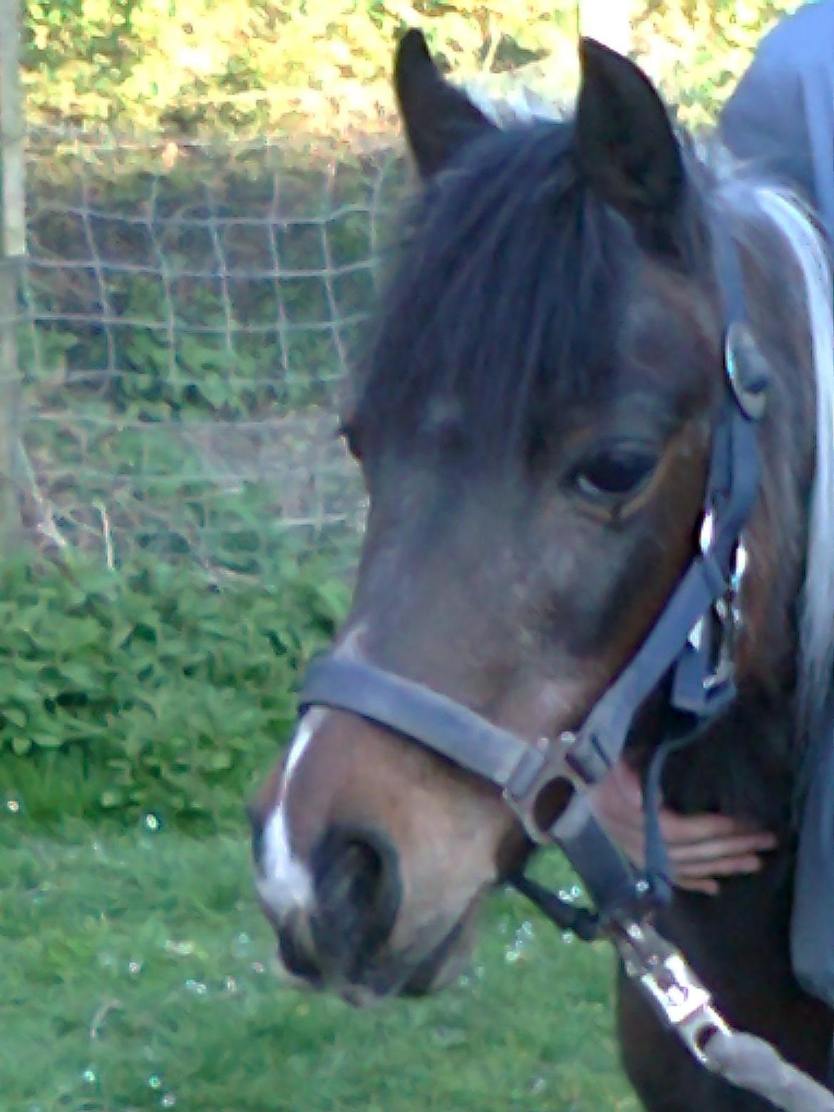 Pinto Musse (bliver til daglig kaldt Rose) billede 9