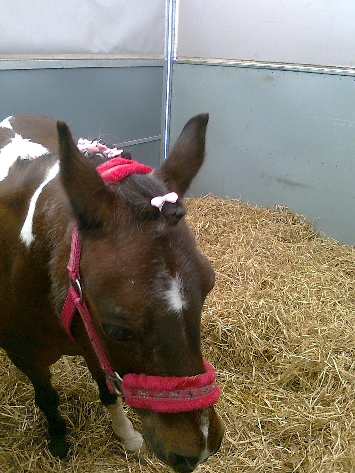 Pinto Musse (bliver til daglig kaldt Rose) billede 19