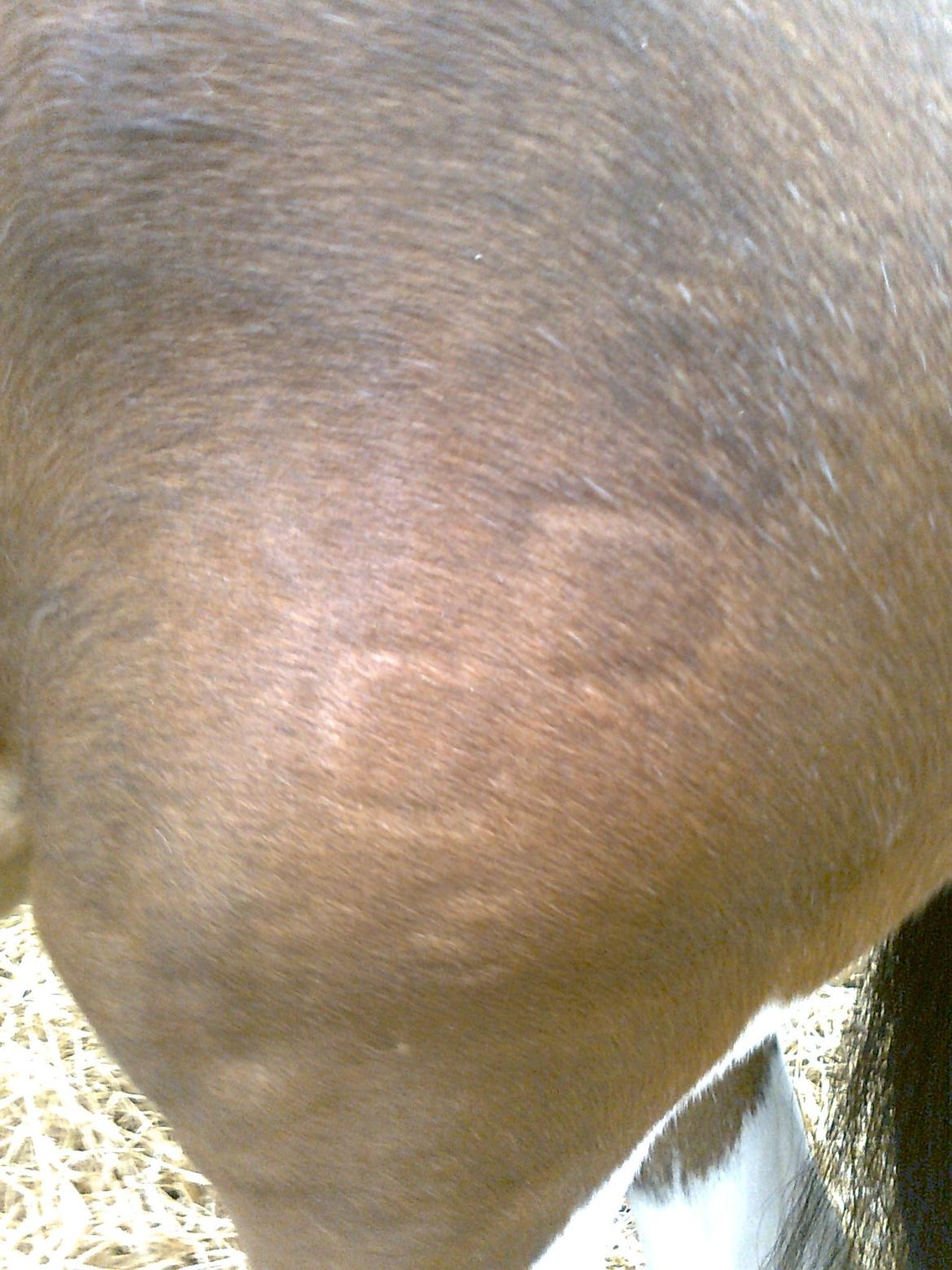 Pinto Musse (bliver til daglig kaldt Rose) billede 20