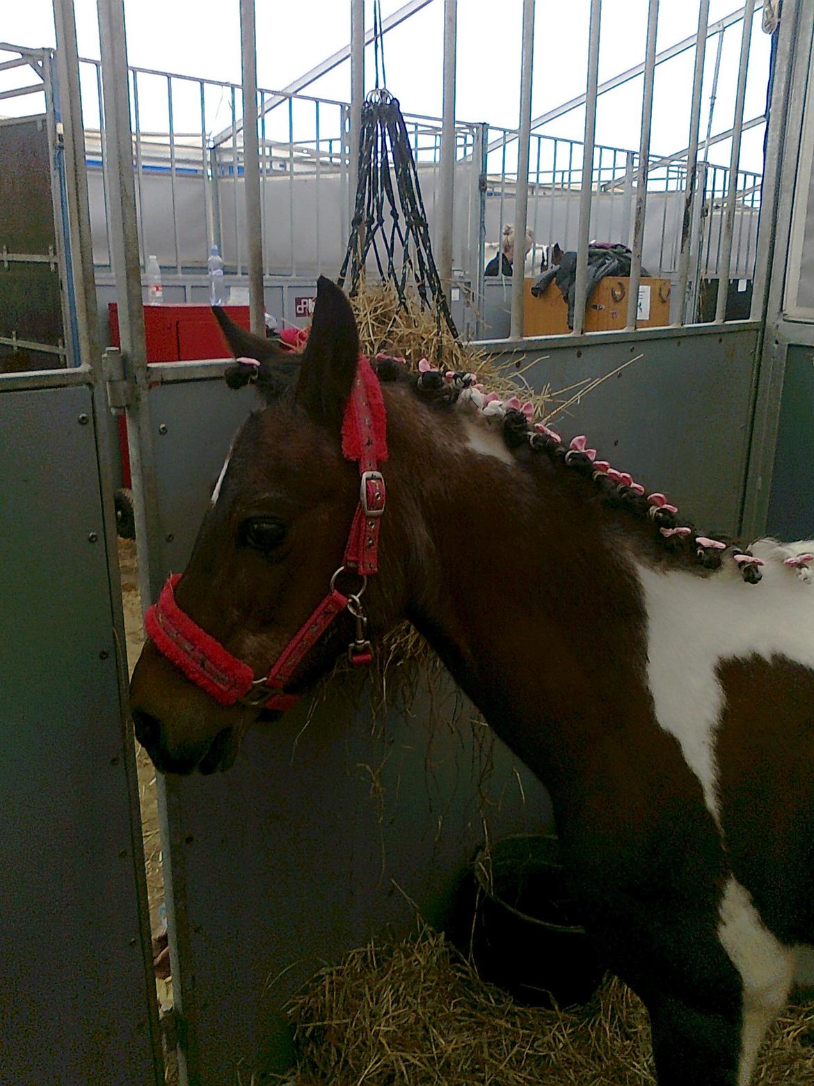 Pinto Musse (bliver til daglig kaldt Rose) billede 1