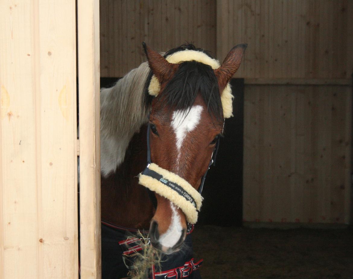 Anden særlig race Pinocchio Star - Nuuurh <3 billede 9