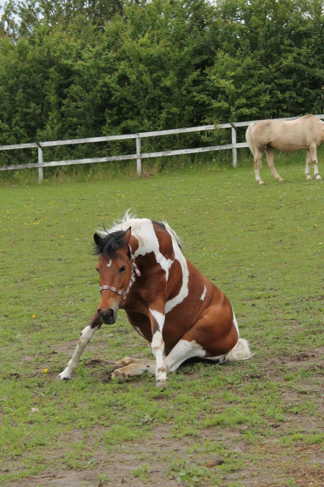 Anden særlig race Flicka [ELEVPONY] - Sidde kan hun også ;-) 2012 billede 5