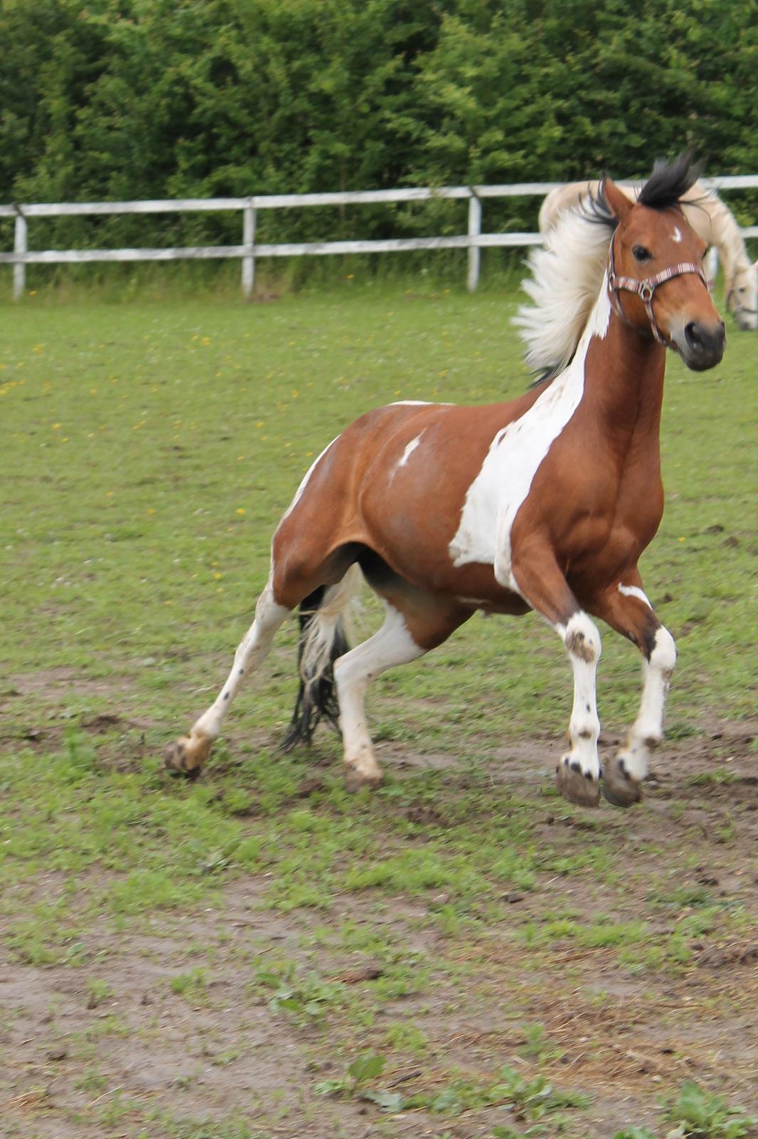 Anden særlig race Flicka [ELEVPONY] - 2012 billede 7