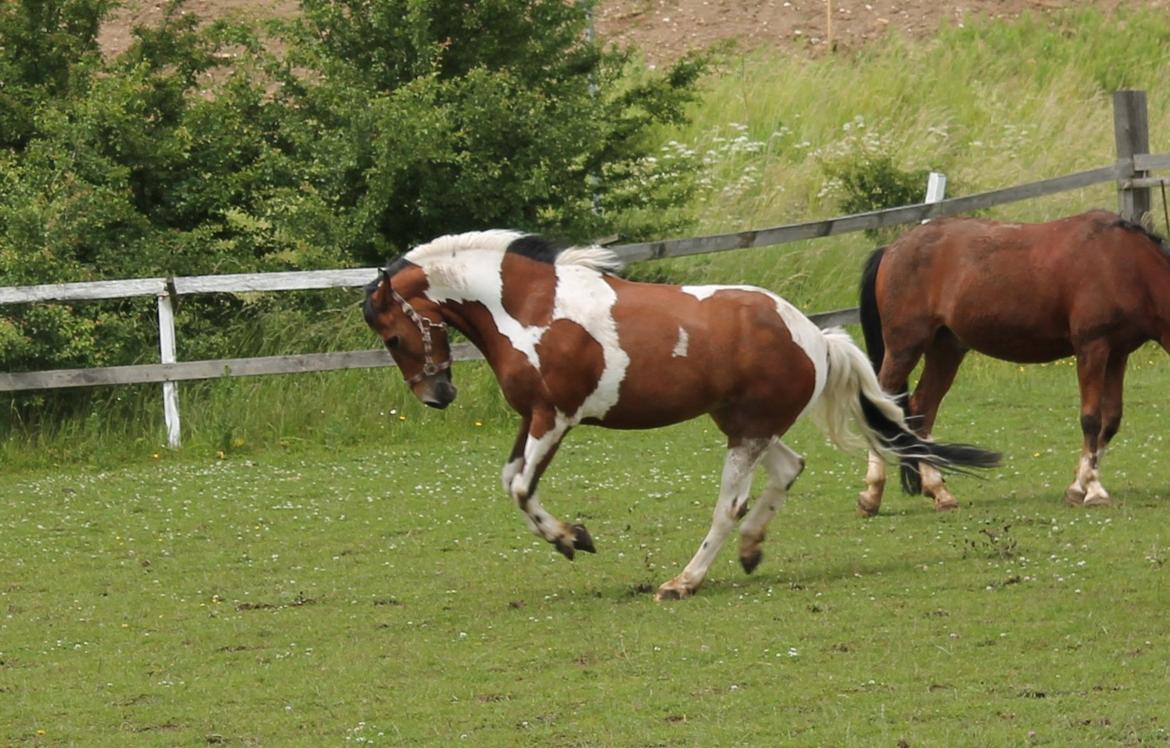 Anden særlig race Flicka [ELEVPONY] - På fold <3 2012 billede 8