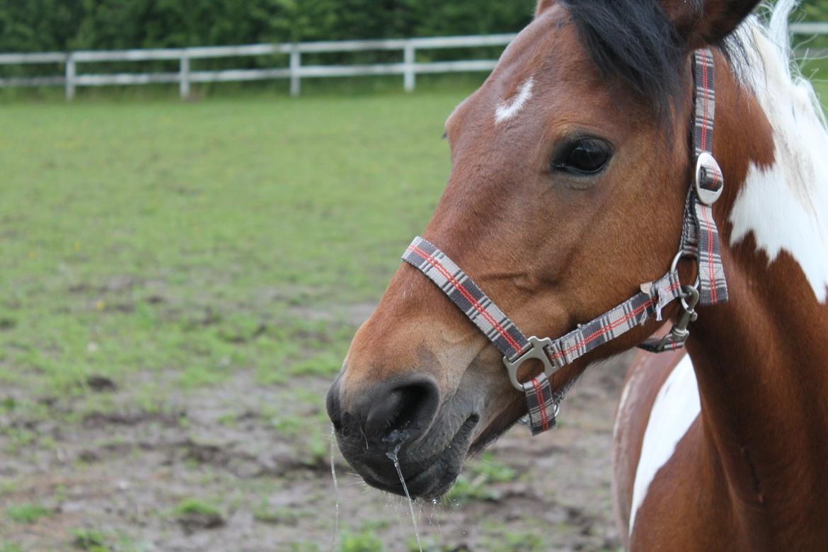 Anden særlig race Flicka [ELEVPONY] - Vand i næsen :P 2012 billede 6