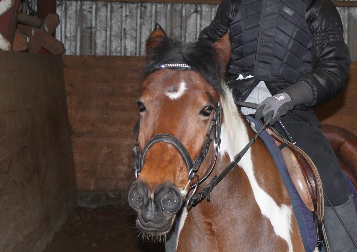 Anden særlig race Flicka [ELEVPONY] - Sjove ansigter er hun god til :D 2012 billede 15