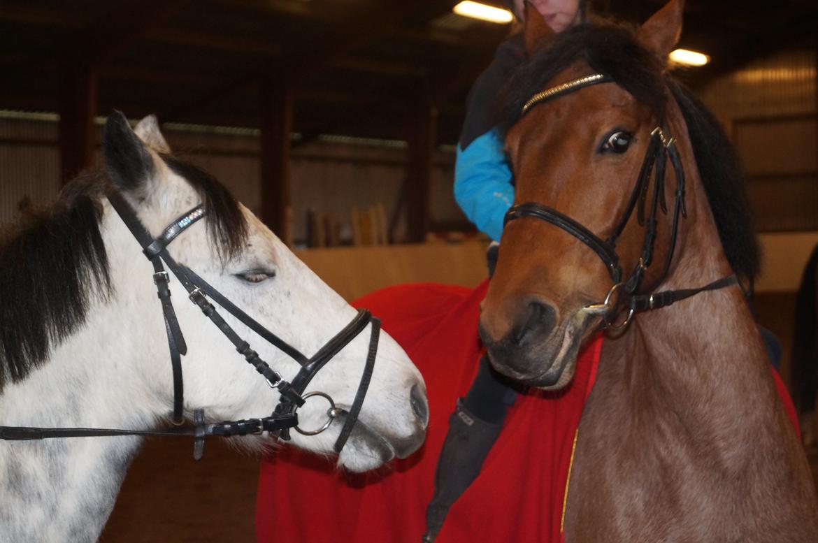 Anden særlig race Magic mix - kysser dig<3 billede 10