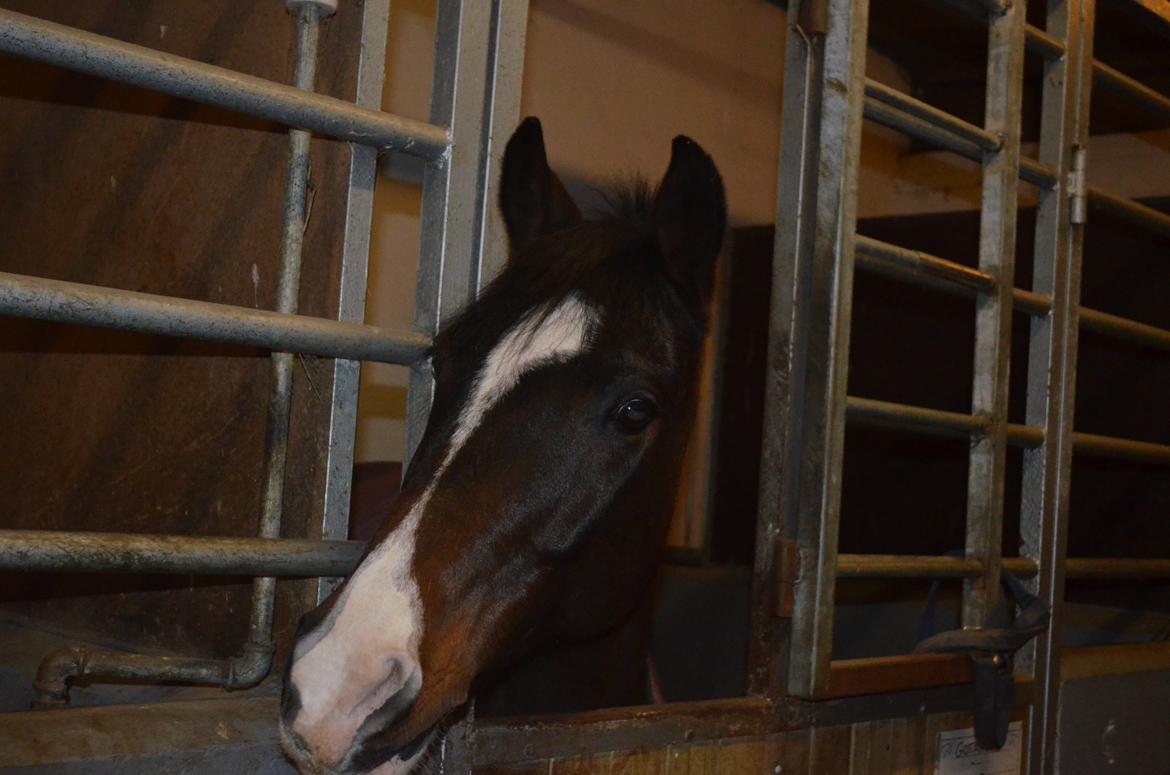 Tysk Sportspony Gotaro - At elske tager tid, men det er tiden værd. Gotaro <3 billede 11