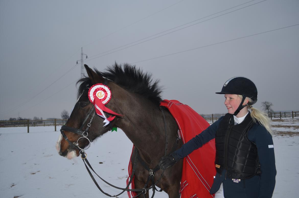 Tysk Sportspony Gotaro - Han var så sej, vi vandt MB** hvor omspring sat op til ma hvor vi var de eneste dobbelt nul! <3 også fik vi også en 3plads i LA** <3 billede 12