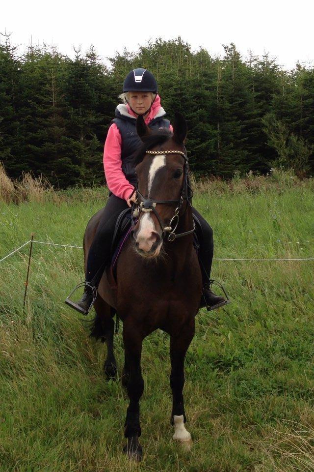 Tysk Sportspony Gotaro - Min første tur på ham hjemme!<3 billede 3