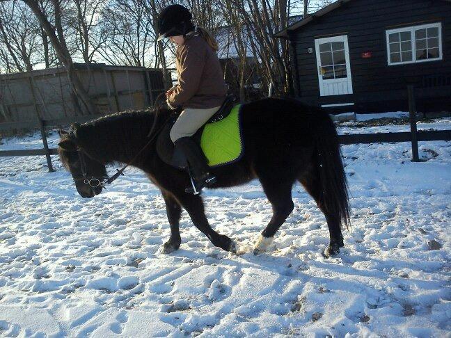 Dartmoor perle my soulmate !!!<3*stjerneponyen* - dressur på stjernen billede 7