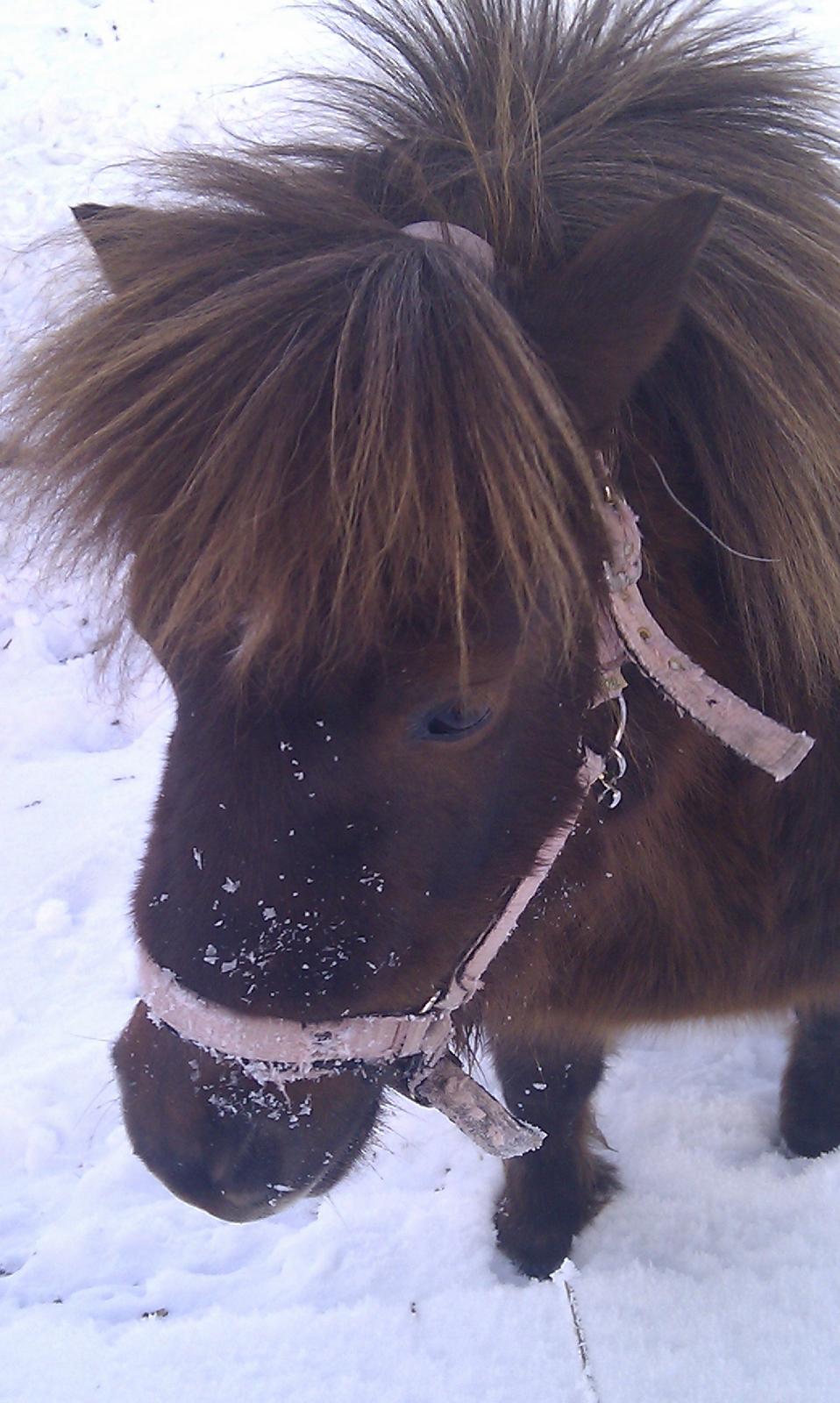 Shetlænder Lulu - Smukke Lulu i vintervejret- januar 2013. billede 1