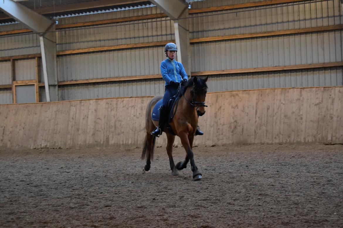 Tysk Sportspony K-Jamara - Middeltrav billede 14