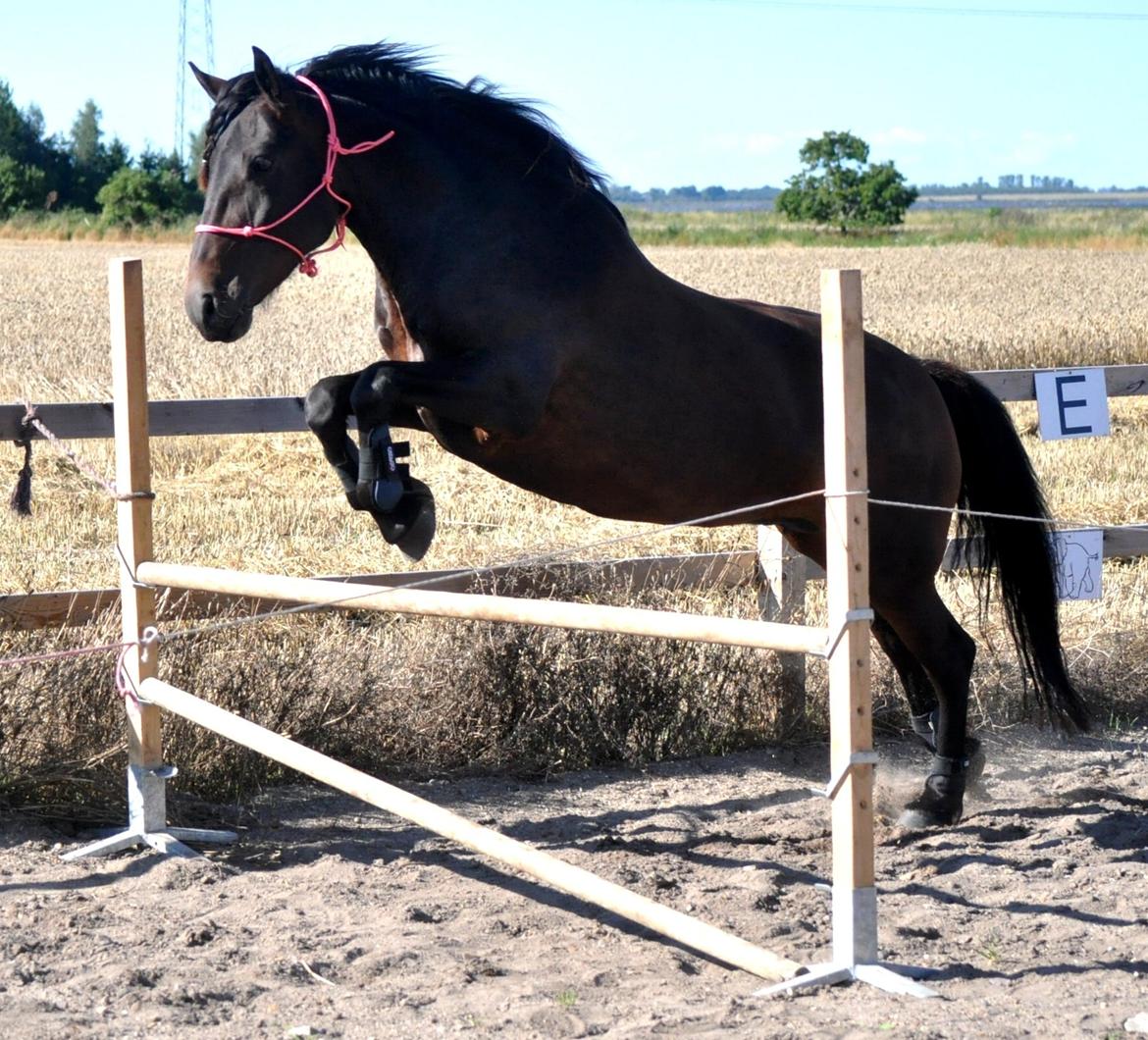 Koldblodstraver Bergtilda <3 *Tilde* | min prinsesse. - 8). Et lille hop :b skønne hest <3. | Fotograf: Nadja Larsen (mig). billede 8