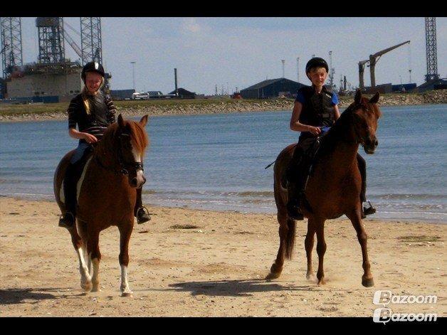 Tysk Sportspony Patricia - Sidste sommer på stranden billede 2