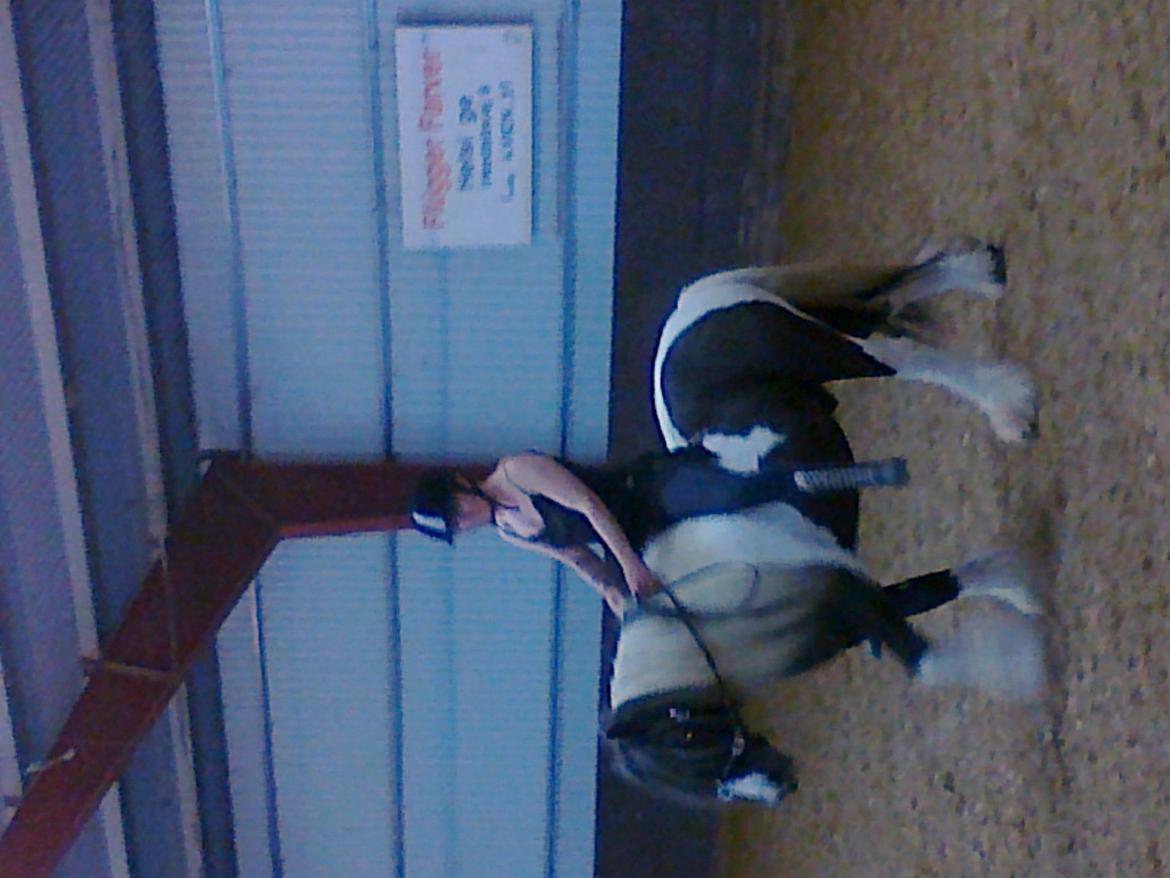 Tinker Tarquin billede 14