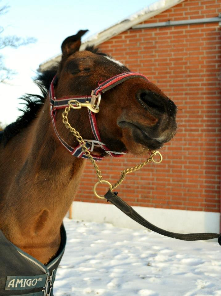 Welsh Pony (sec B) Mac Million (Stubbumgårds Tobias) Solgt og savnet< billede 10