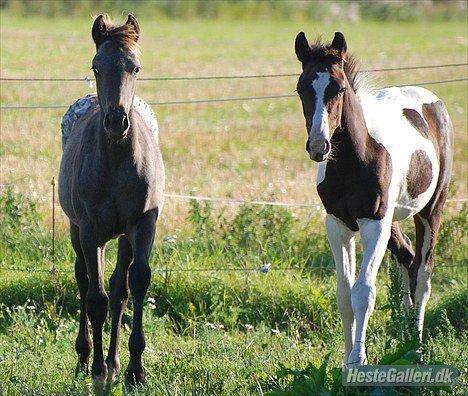Knabstrupper elmelunds lua lani solgt billede 10
