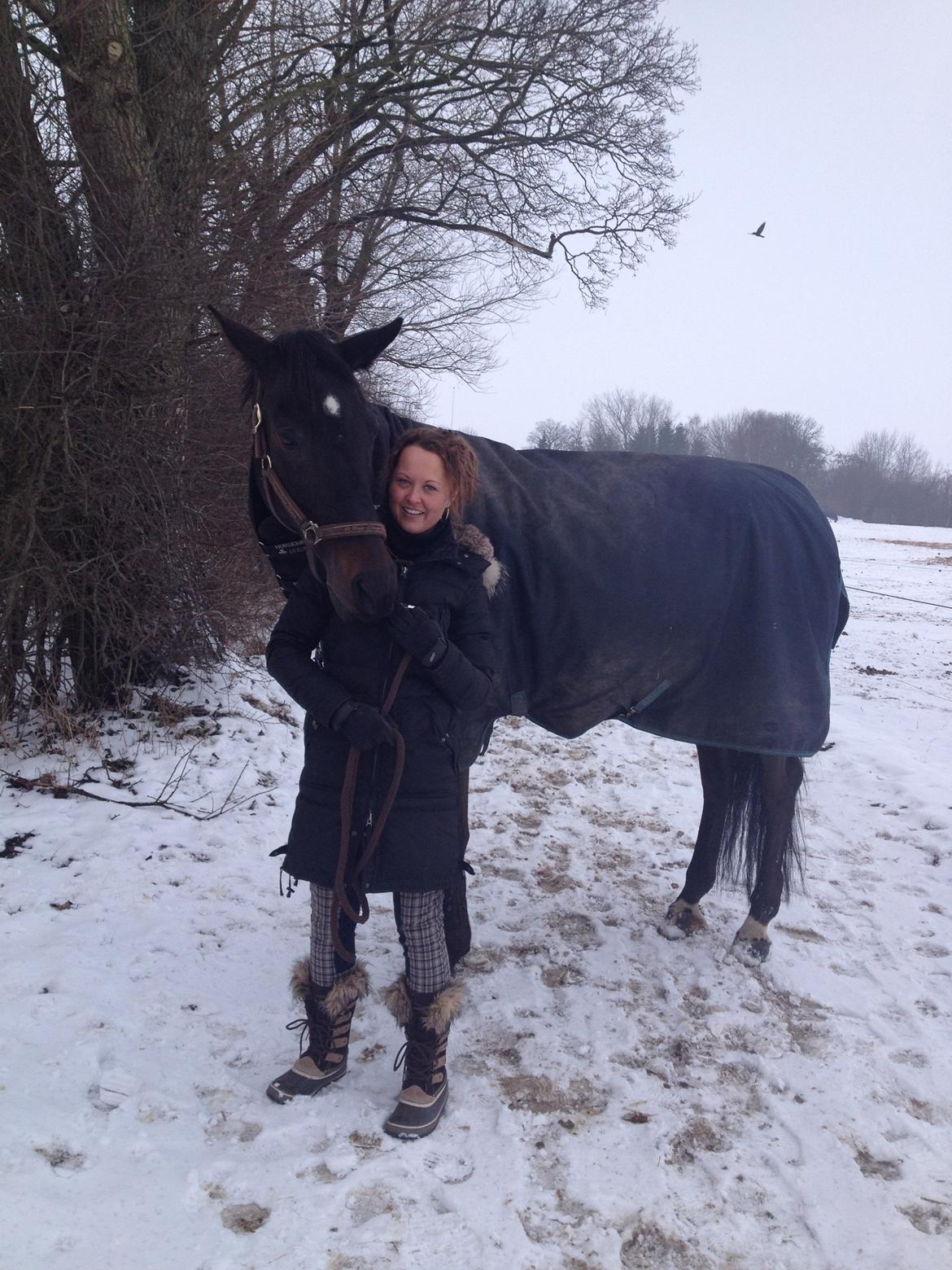 Dansk Varmblod Pegasus billede 12