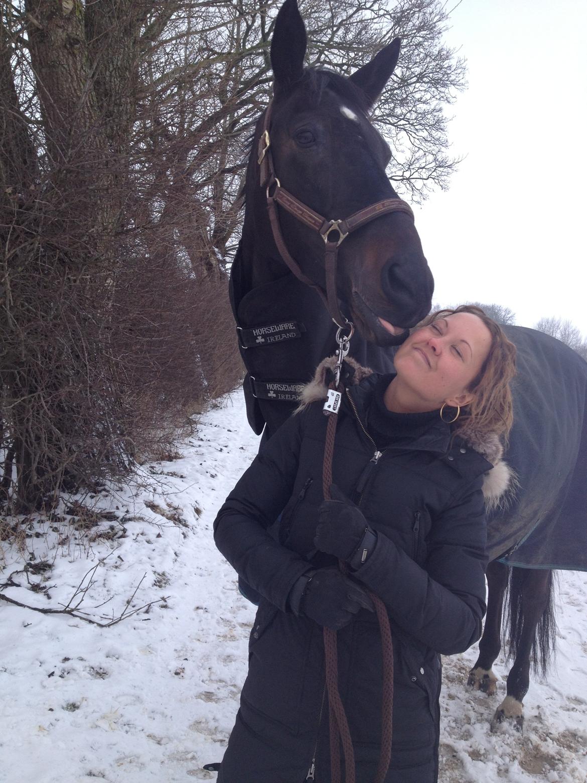 Dansk Varmblod Pegasus - Vinter januar 2013 billede 11