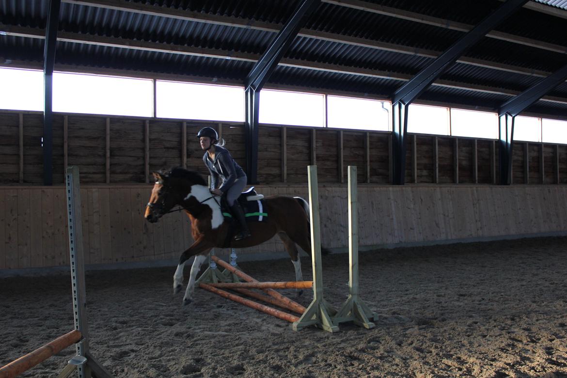 Anden særlig race Athene billede 11
