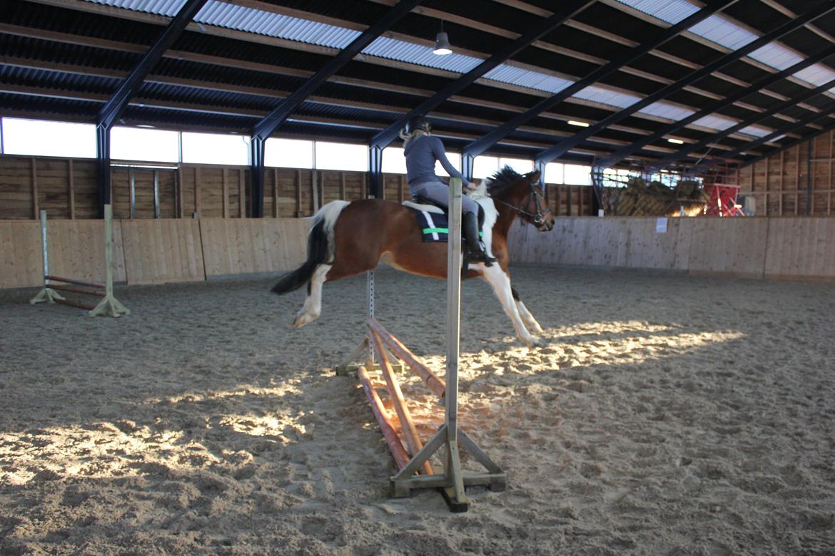 Anden særlig race Athene billede 12