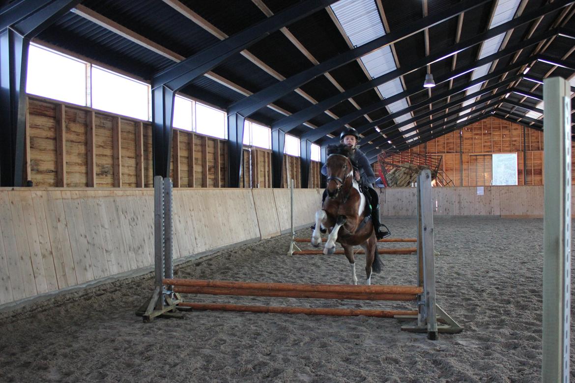 Anden særlig race Athene billede 13