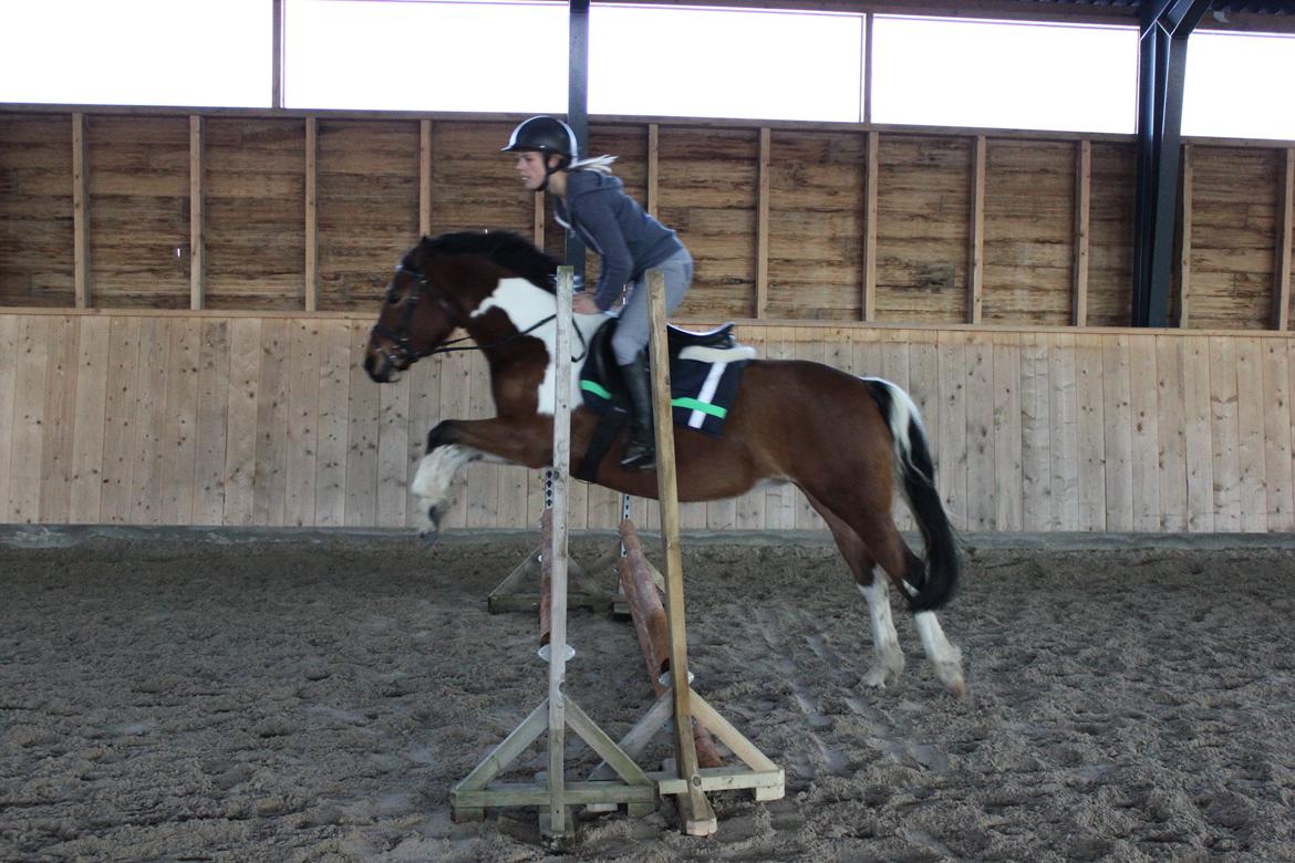 Anden særlig race Athene billede 14