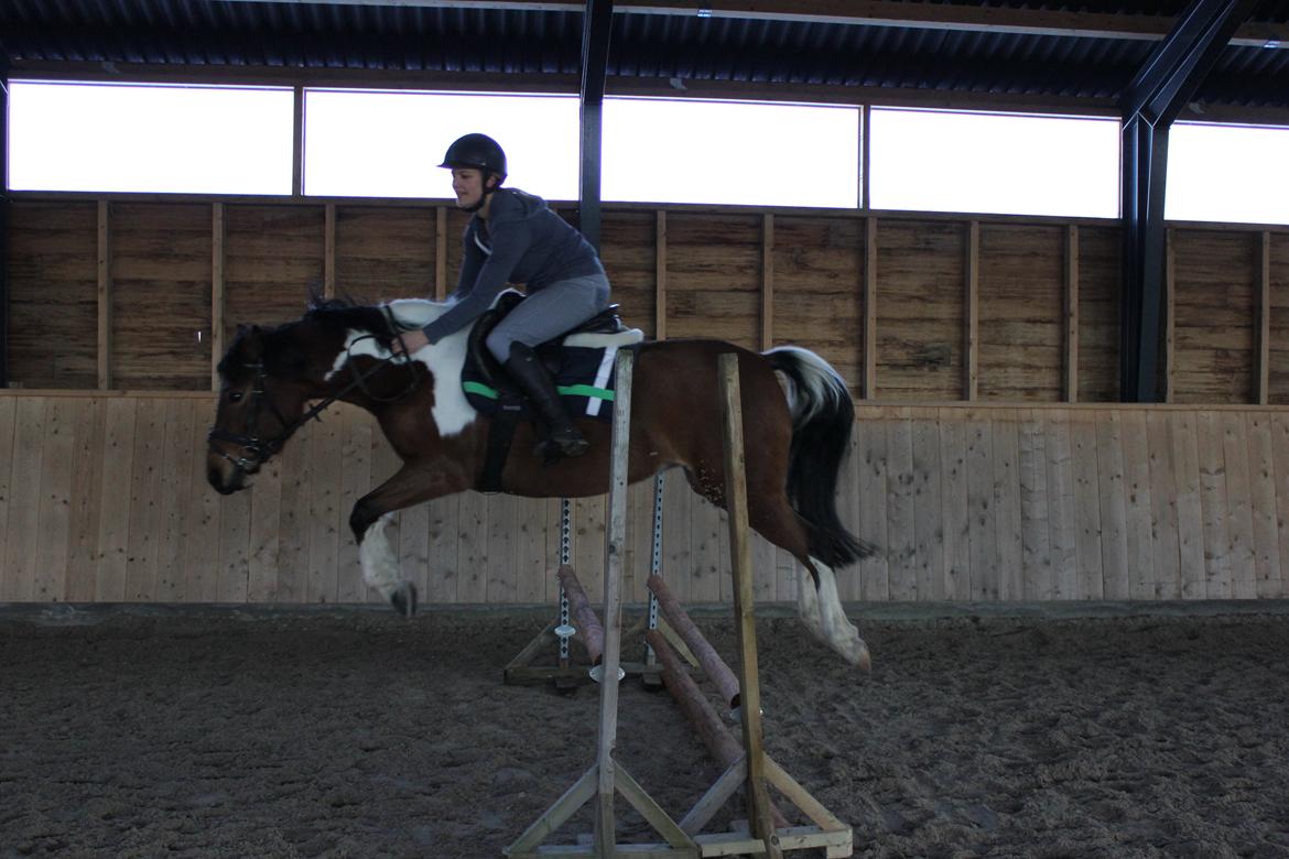 Anden særlig race Athene billede 15