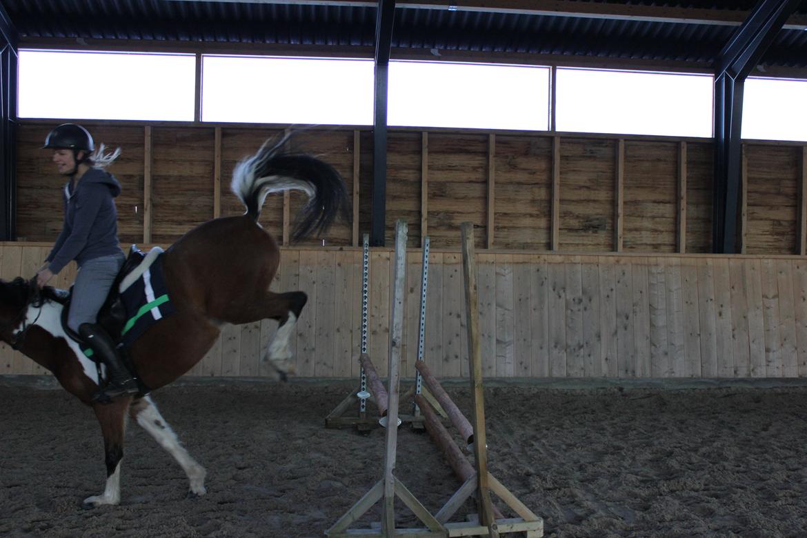 Anden særlig race Athene billede 16