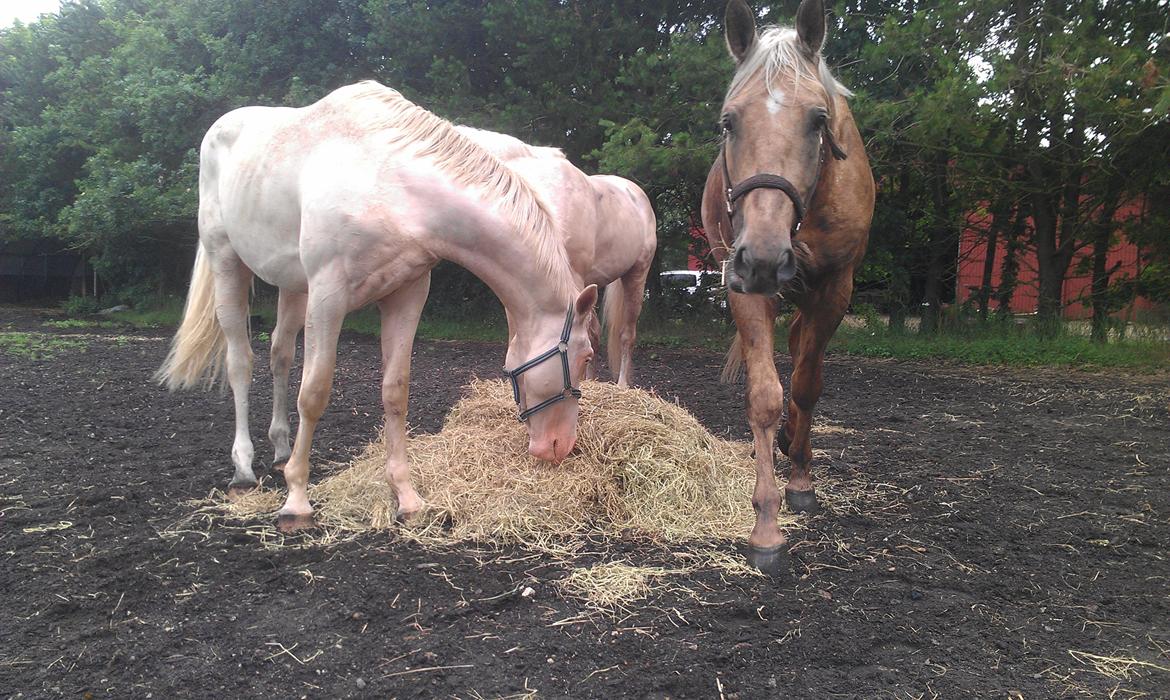 Palomino Kærgaardens Ripasso - Sommer 2012 billede 16