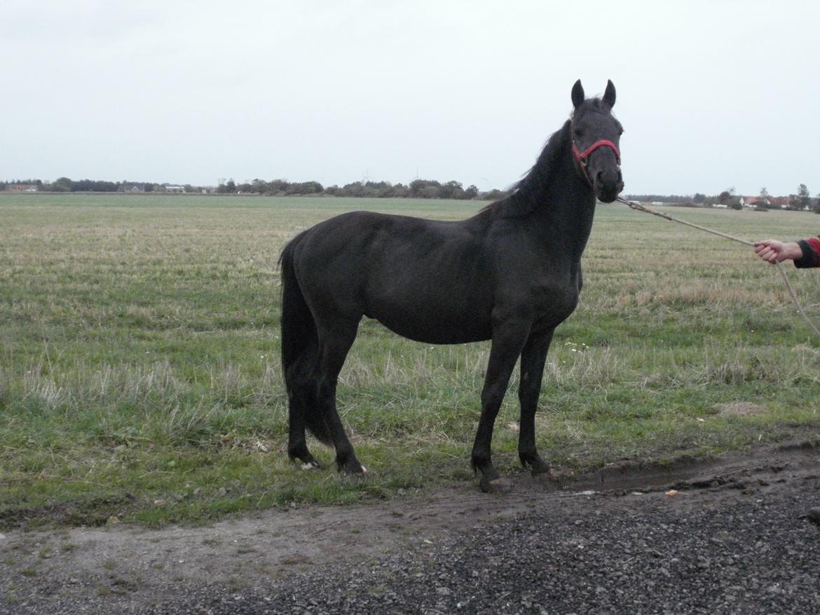 Anden særlig race Engbæks Lurifax - 2 år billede 8