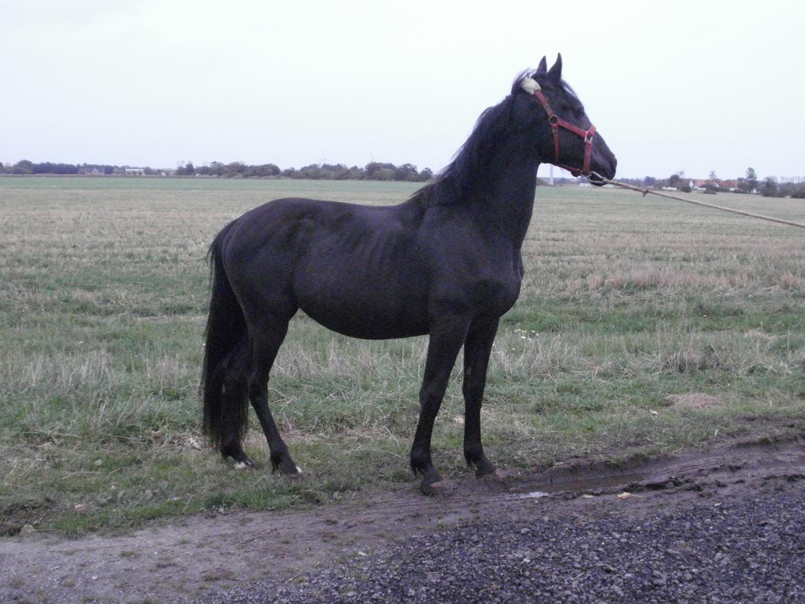 Anden særlig race Engbæks Lurifax - Lurifax 2 år billede 9