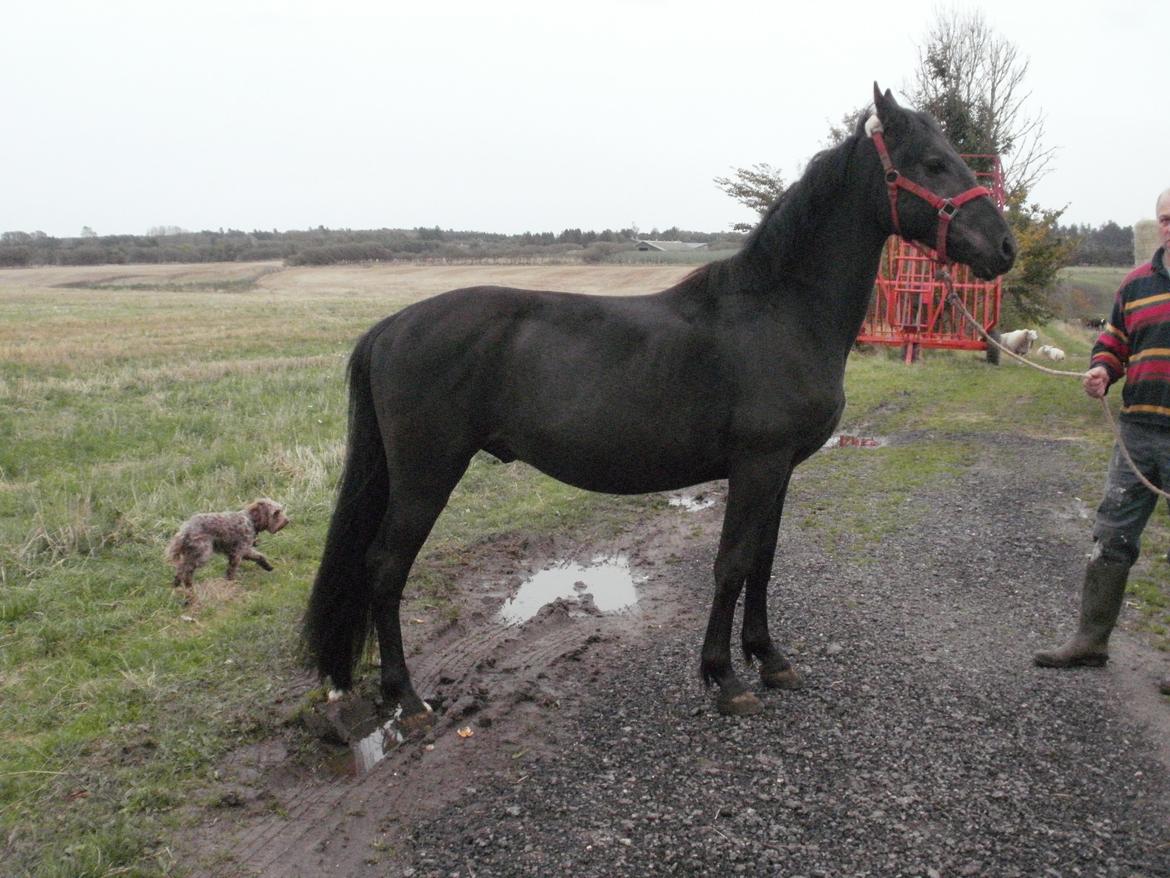 Anden særlig race Engbæks Lurifax billede 10