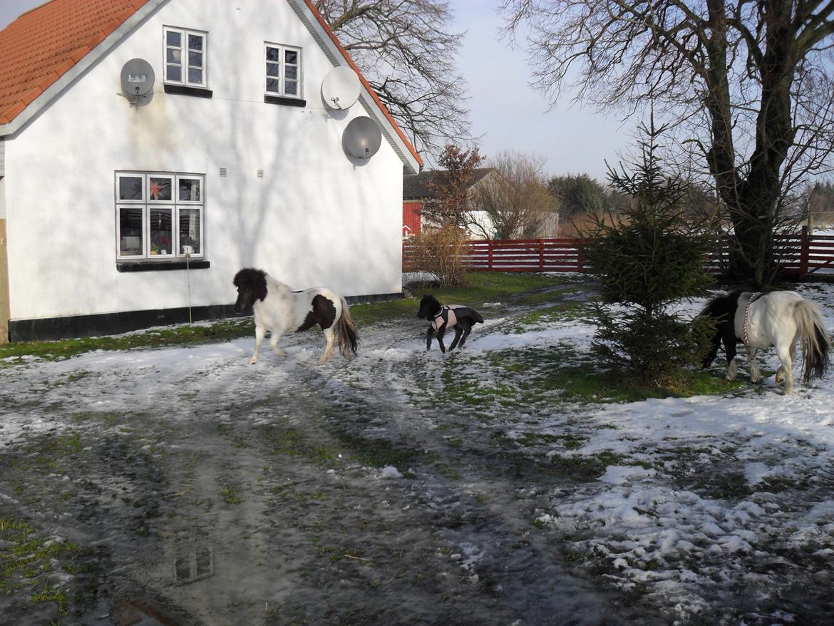 Shetlænder Lille-Pølle billede 6