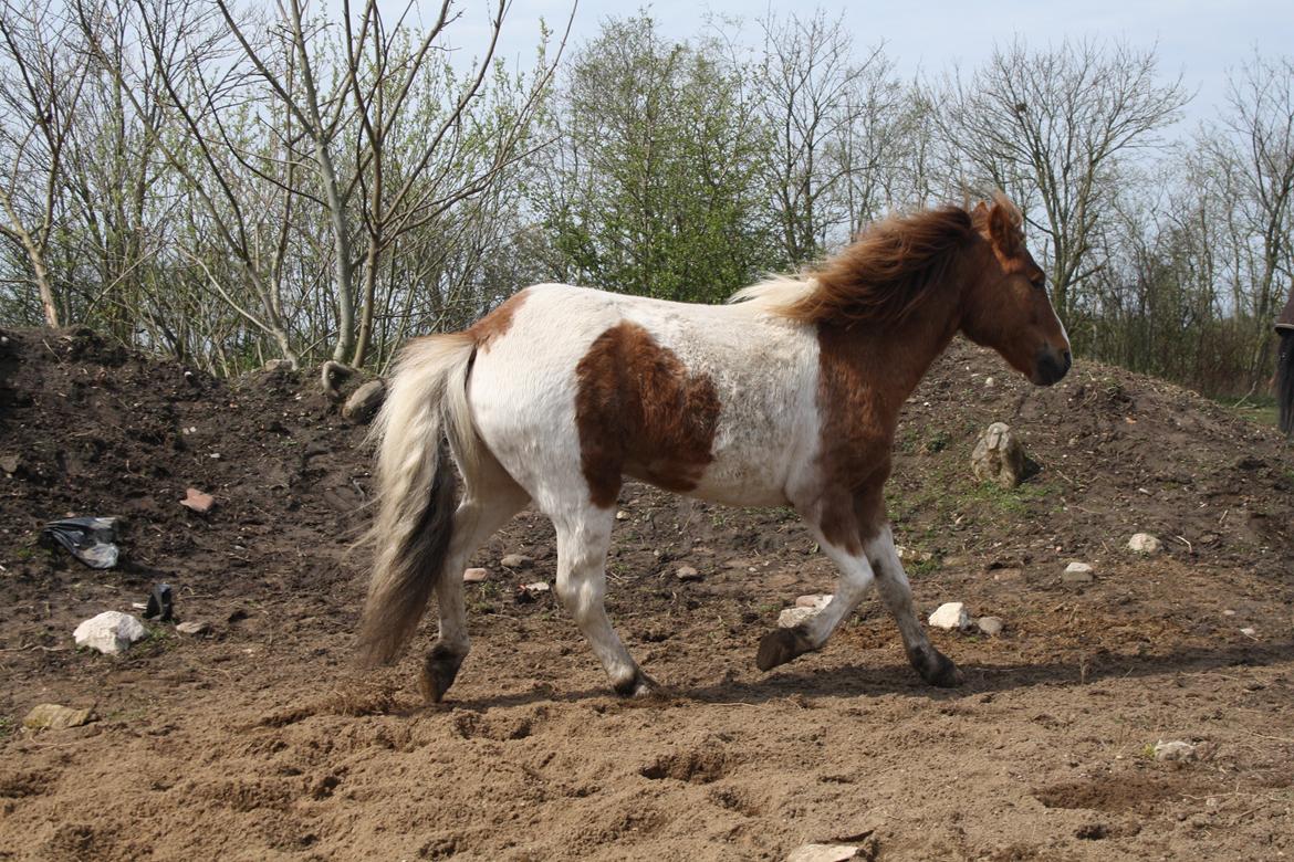 Anden særlig race Prins Bob aka Bobber billede 18