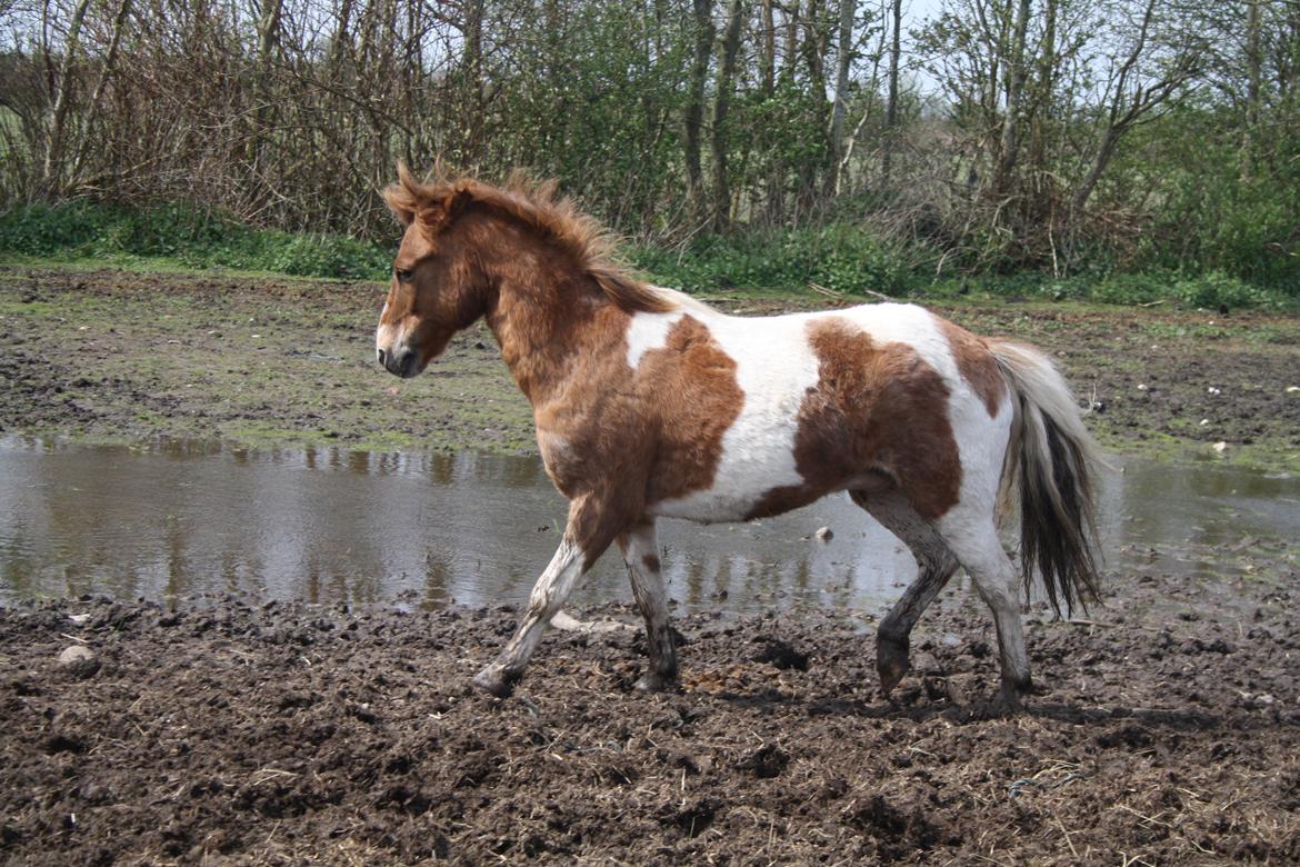 Anden særlig race Prins Bob aka Bobber billede 19