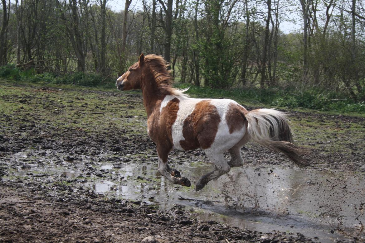 Anden særlig race Prins Bob aka Bobber billede 20