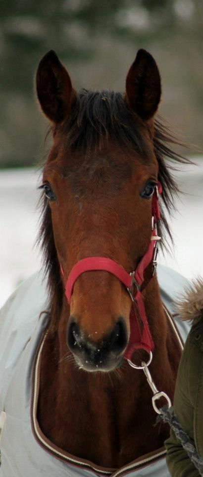 Anden særlig race Willemoes - Han bliver bare smukkere og smukkere :) billede 3
