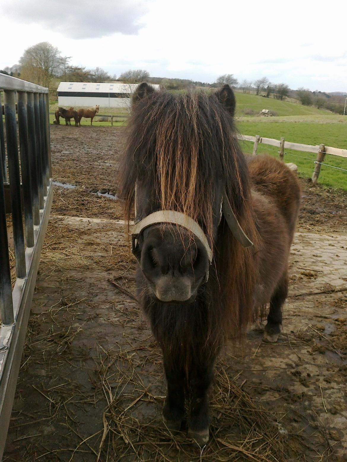 Shetlænder line - Hej.... billede 11