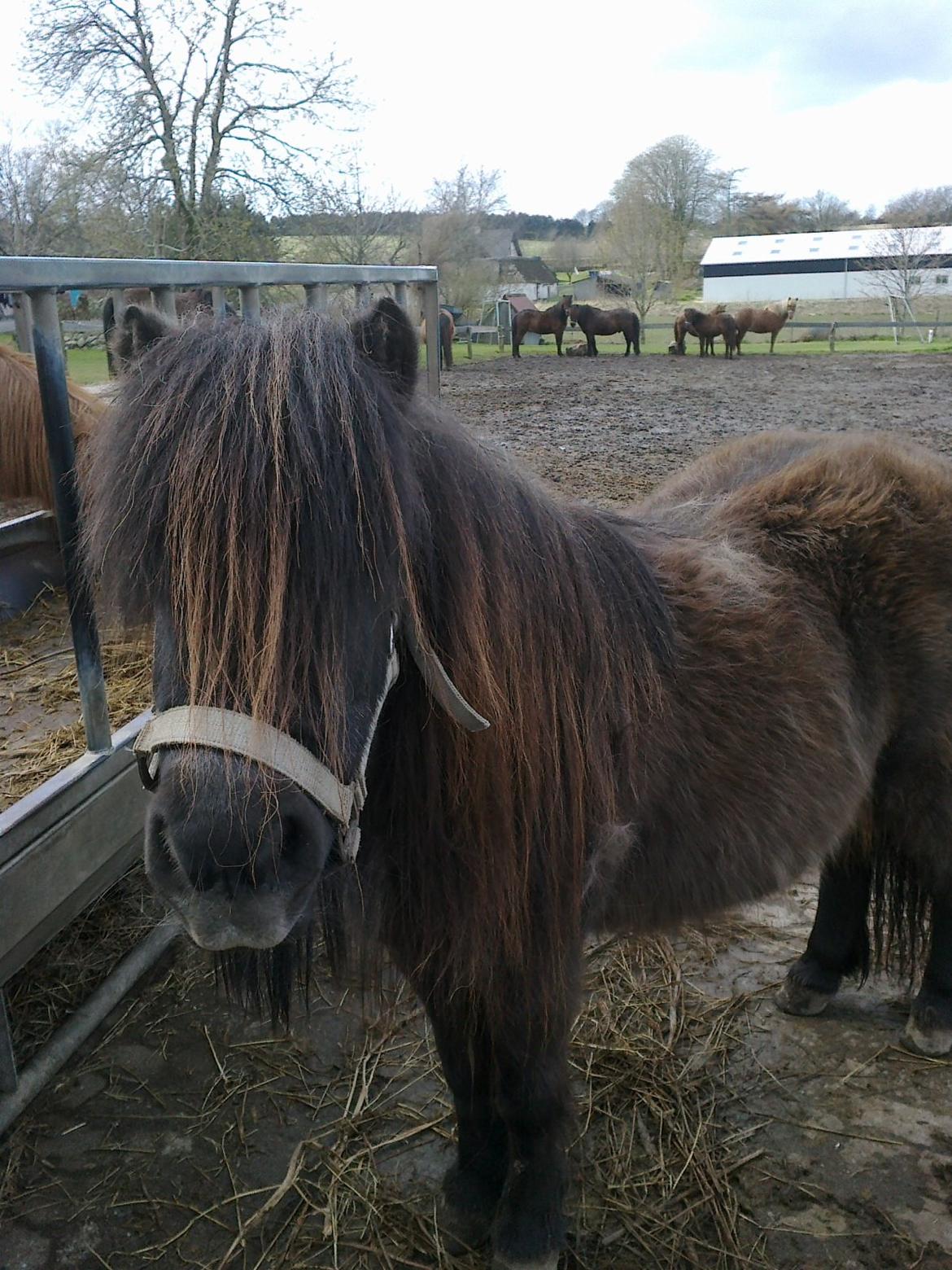 Shetlænder line billede 12
