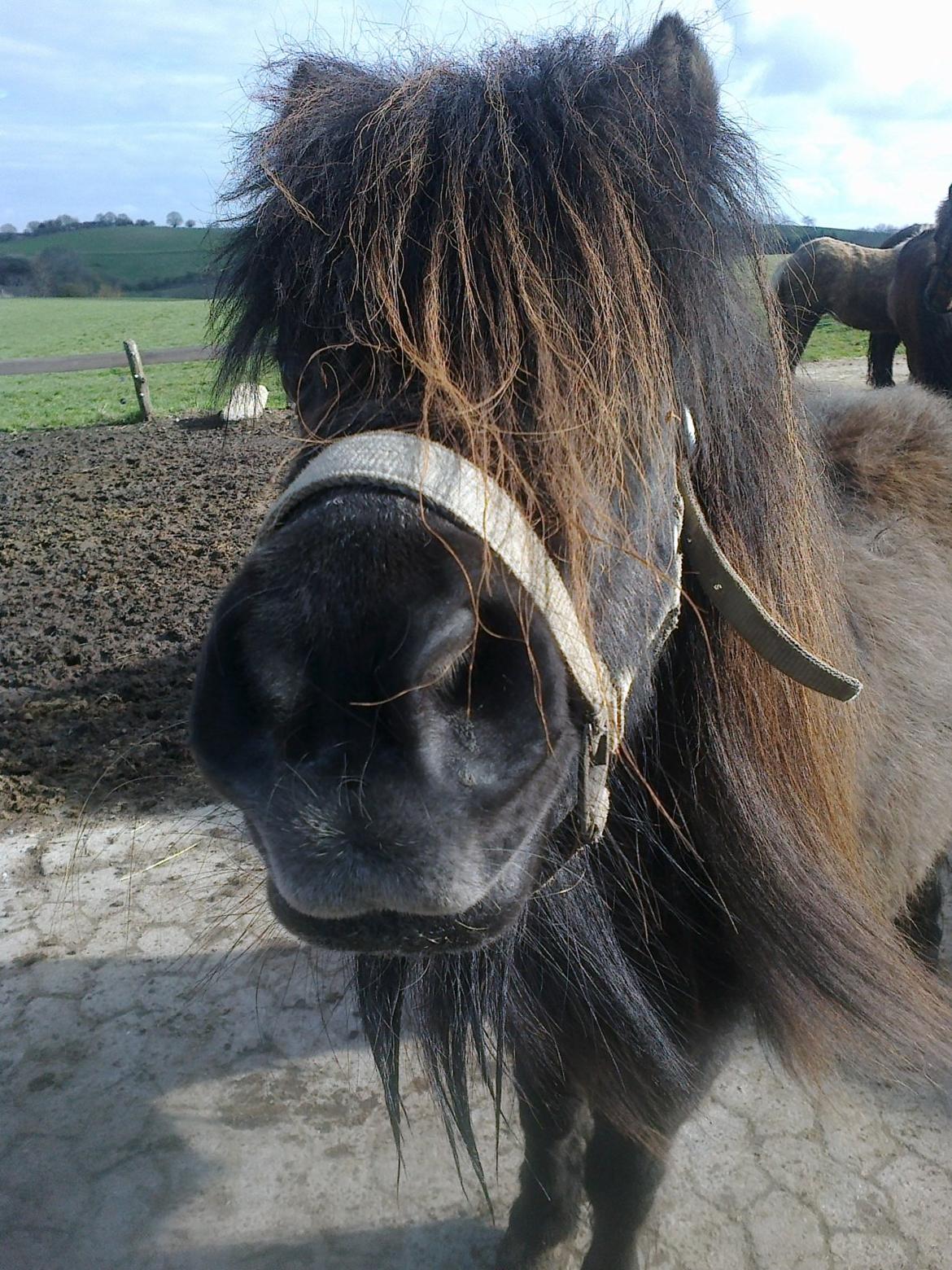 Shetlænder line - <3 billede 13